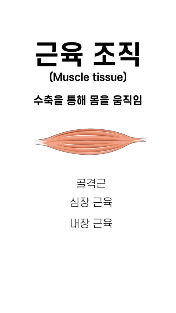 muscle tissue