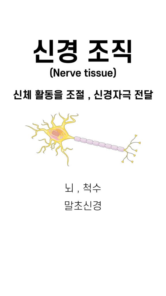 nerve tissue