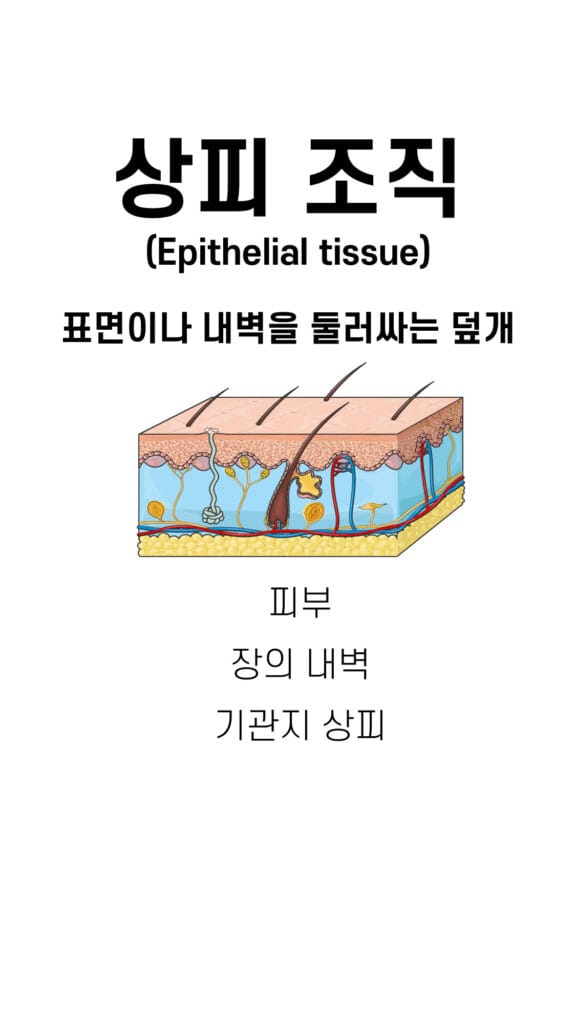 epithelial tissue