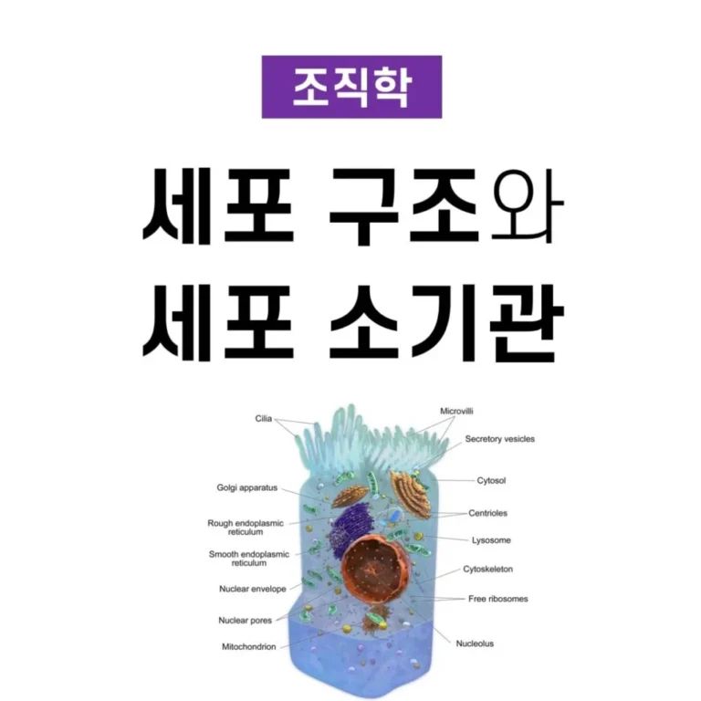 세포 소기관