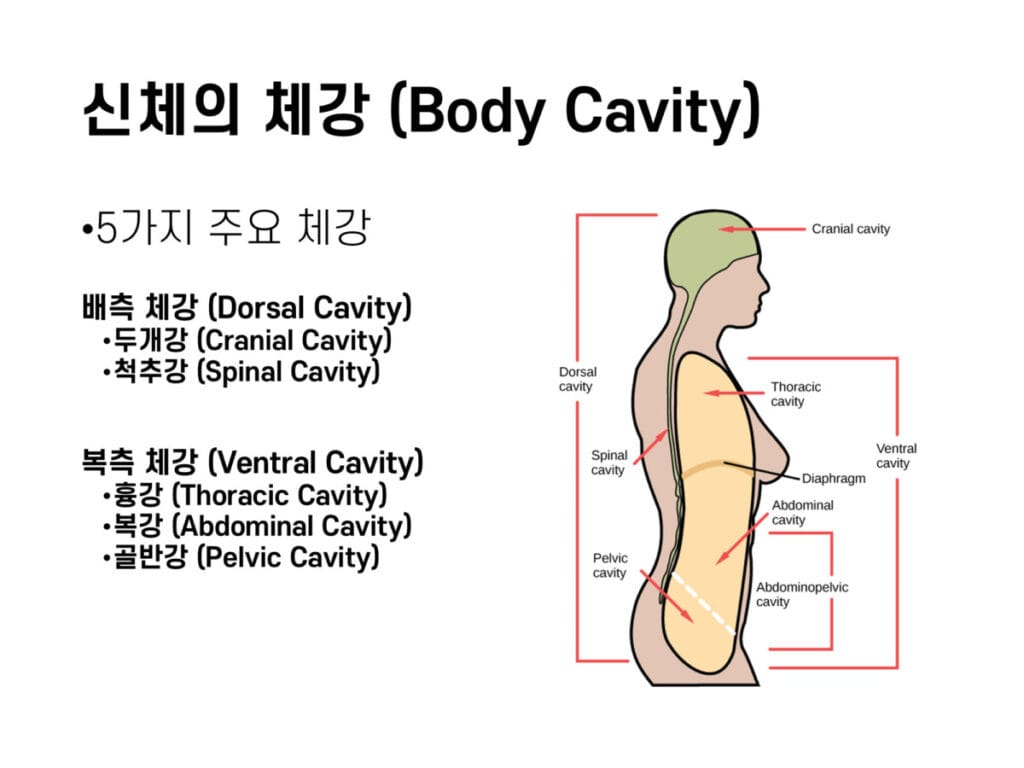 배측 체강, 복측 체강