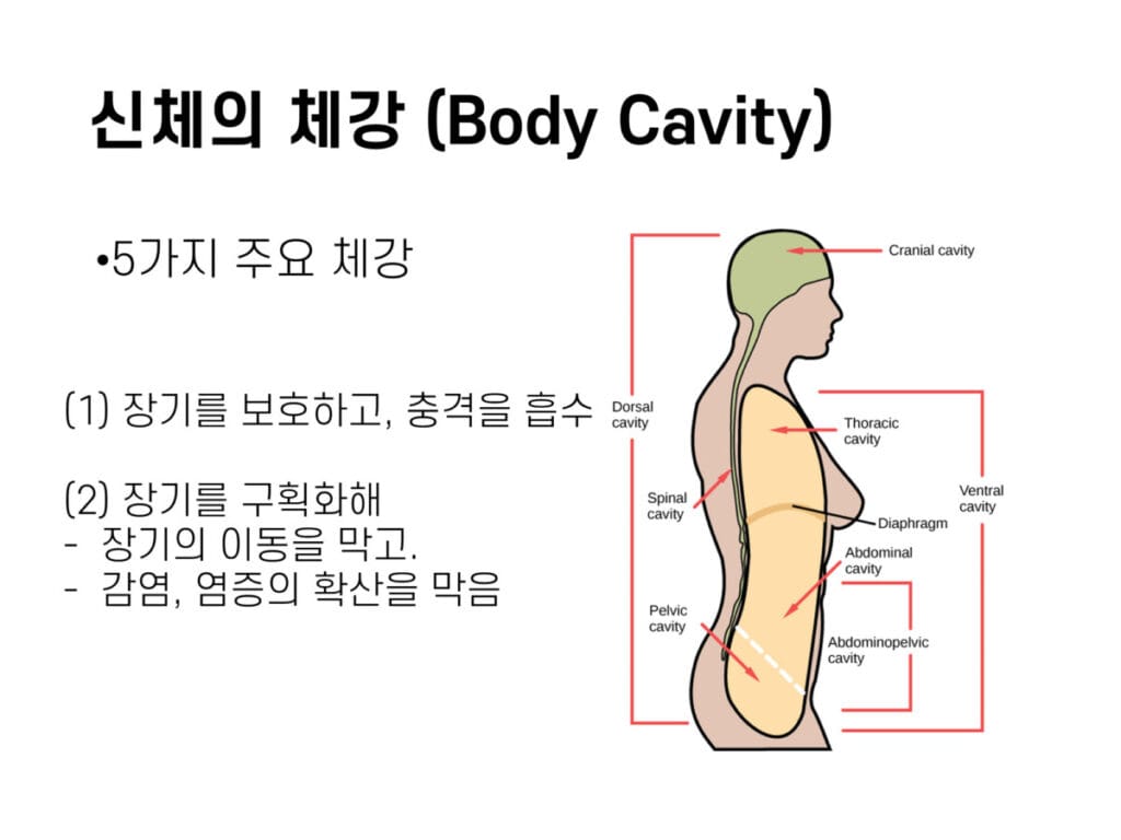 체강의 기능 2가지 