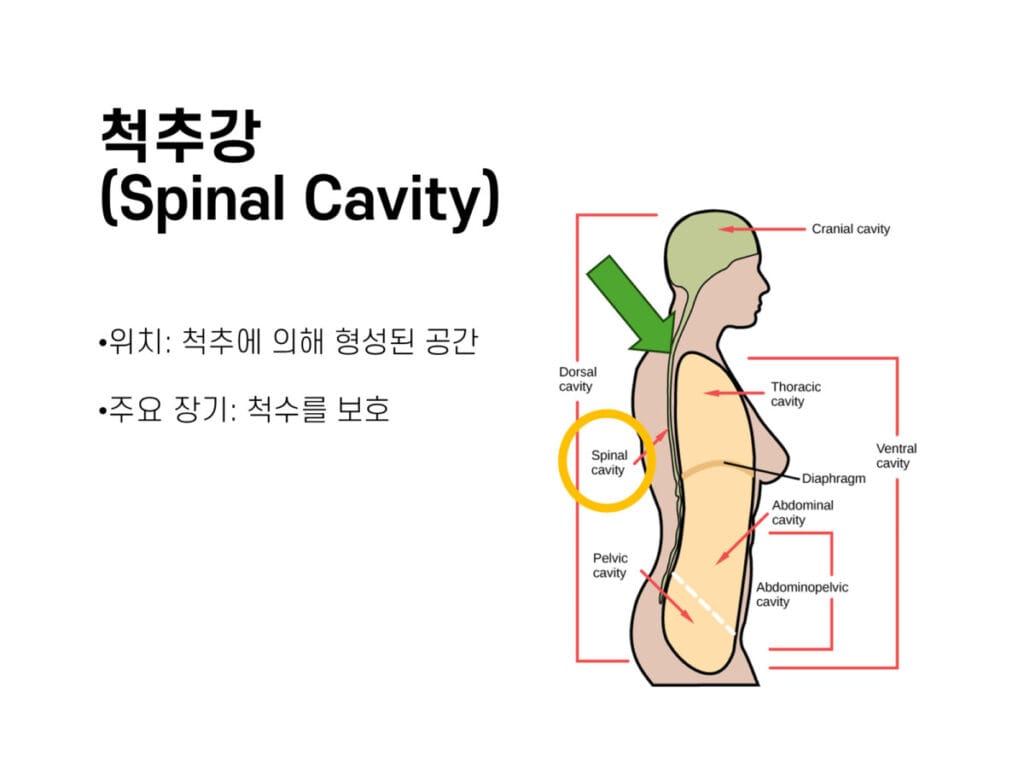 체강 - 척추강