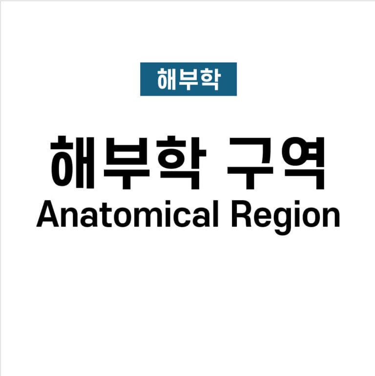 해부학 구역