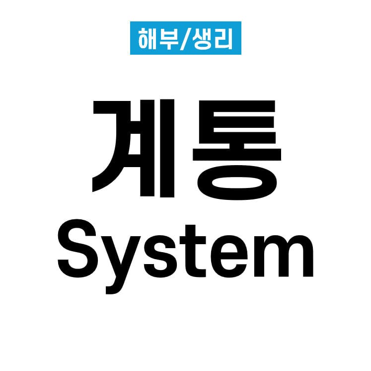 계통 (System)