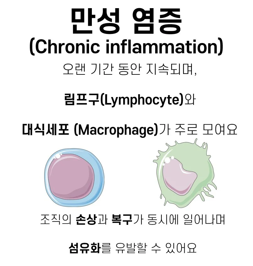 만성 염증 특징