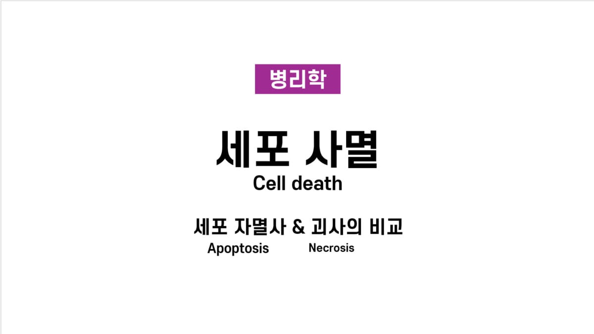 세포 사멸