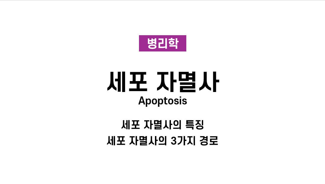 세포 자멸사