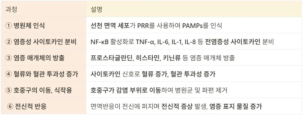 급성 염증의 과정