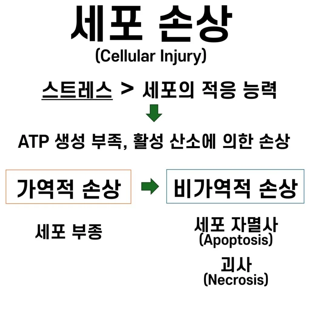 세포 손상 요약
