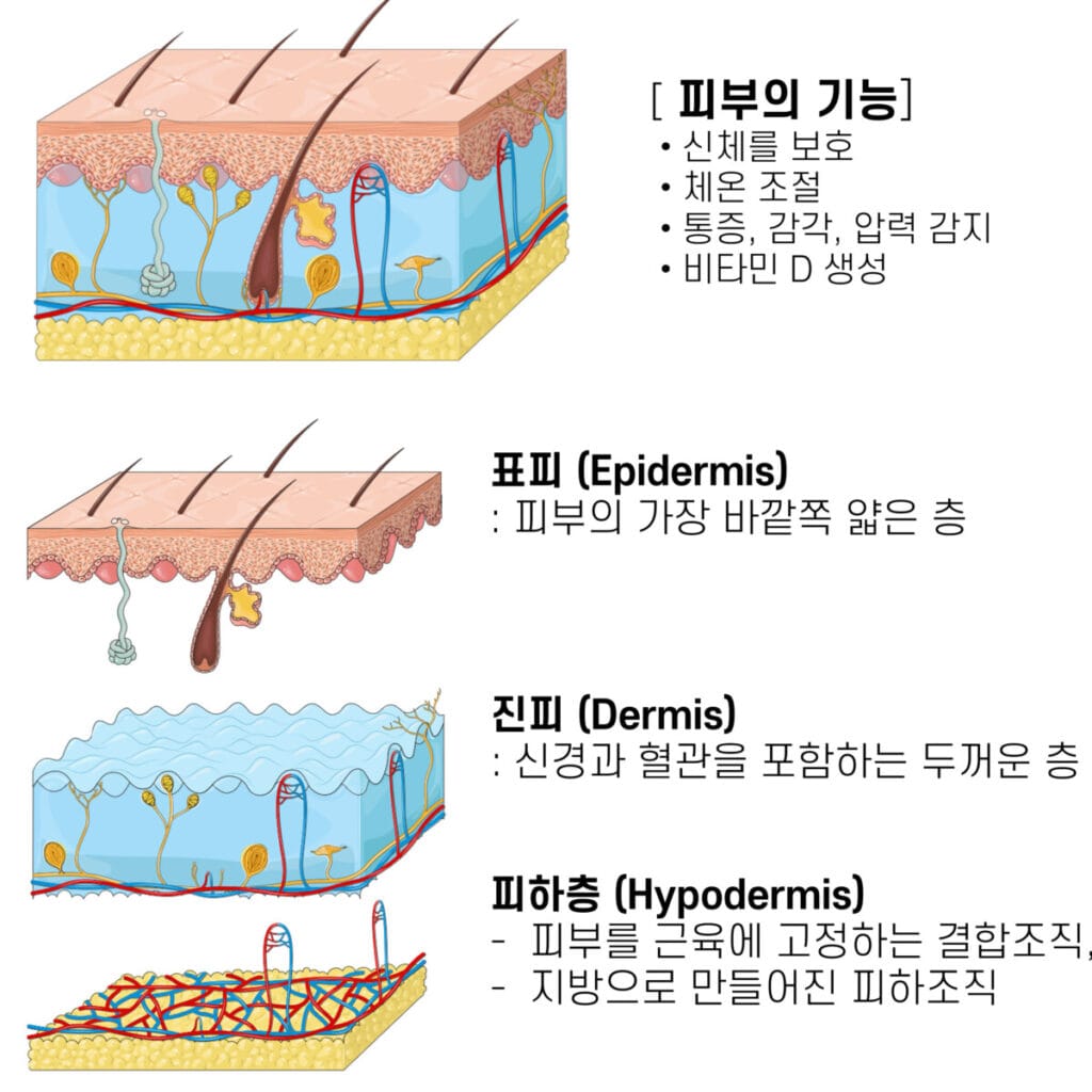 피부의 구조 (Structure of Skin) | 표피, 진피, 피하층 3개의 층 - 의학당