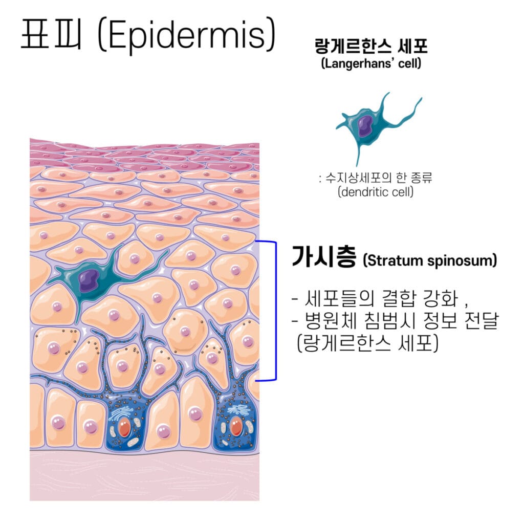 피부의 구조 (Structure of Skin) | 표피, 진피, 피하층 3개의 층 - 의학당