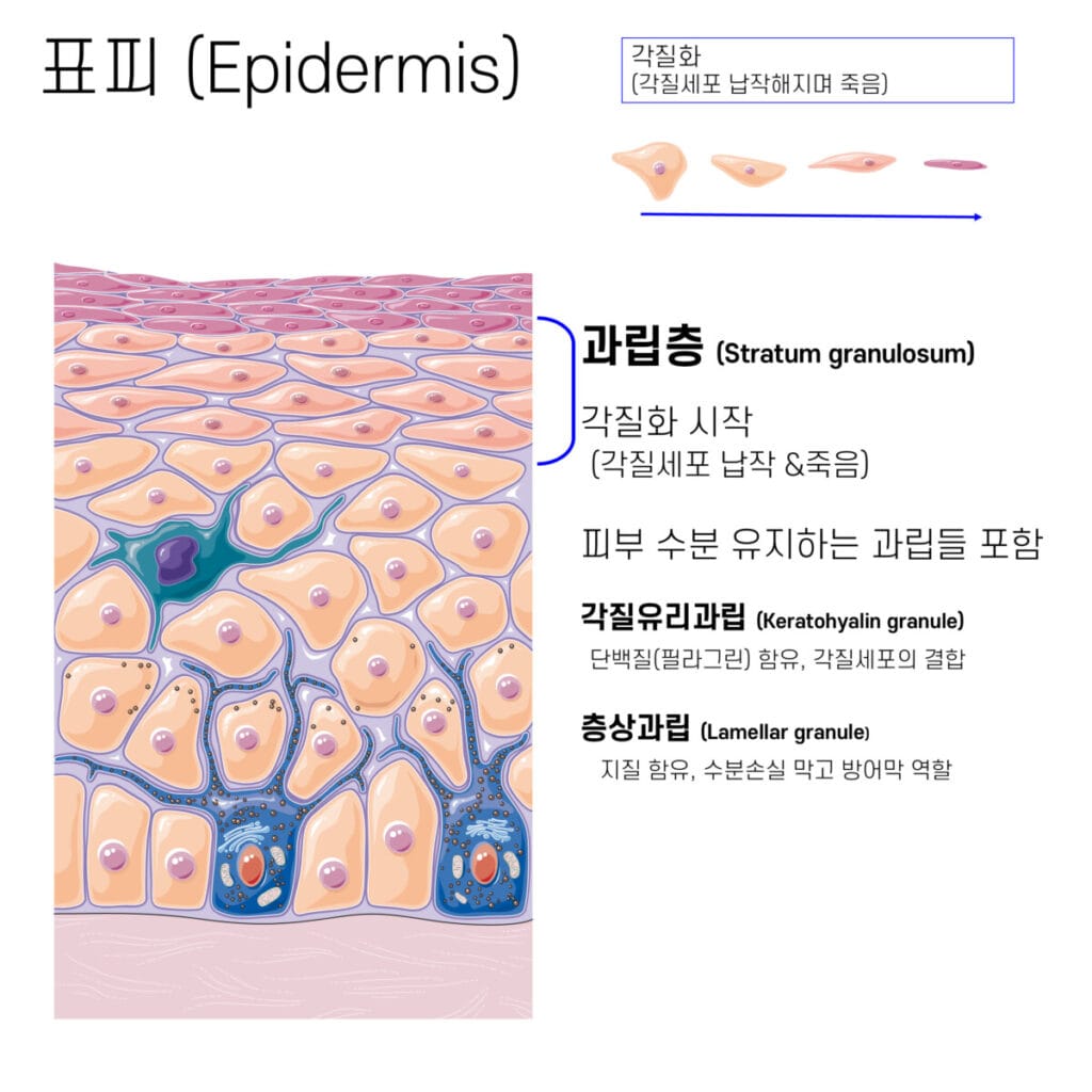 피부의 구조 (Structure of Skin) | 표피, 진피, 피하층 3개의 층 - 의학당