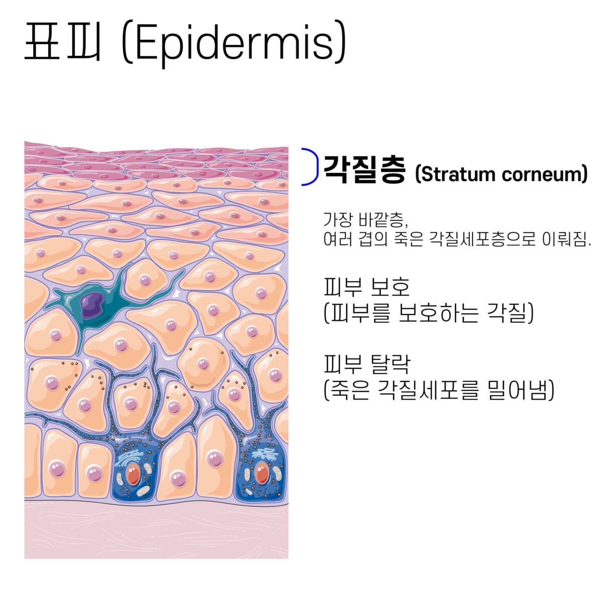 피부의 구조 (Structure of Skin) | 표피, 진피, 피하층 3개의 층 - 의학당