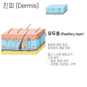 피부의 구조 (Structure of Skin) | 표피, 진피, 피하층 3개의 층 - 의학당