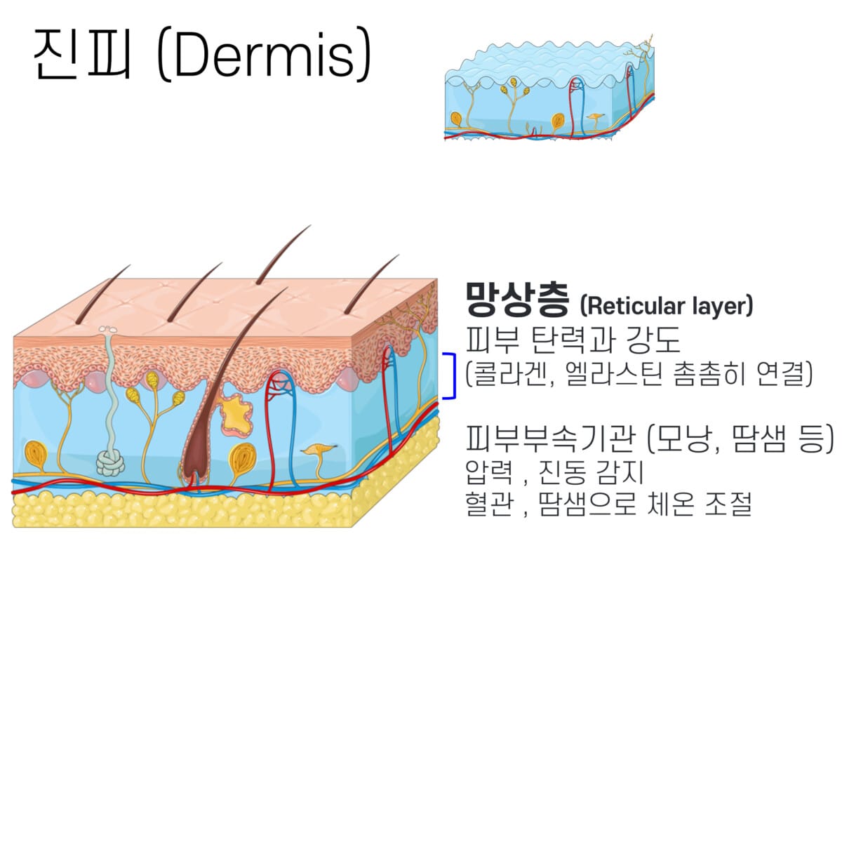피부의 구조 (Structure of Skin) | 표피, 진피, 피하층 3개의 층 - 의학당