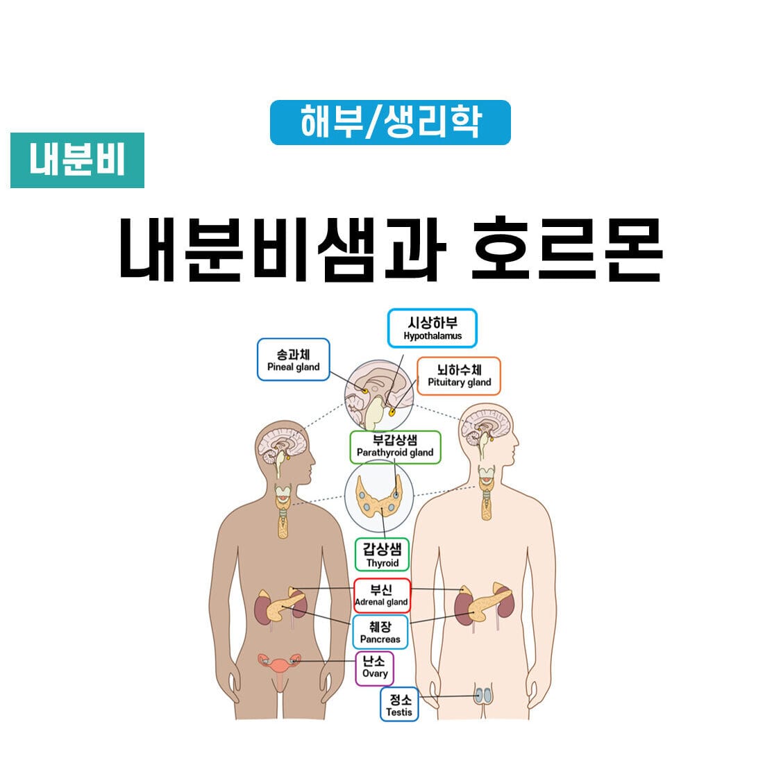 내분비샘과 호르몬 (Endocrine Glands and Hormones)