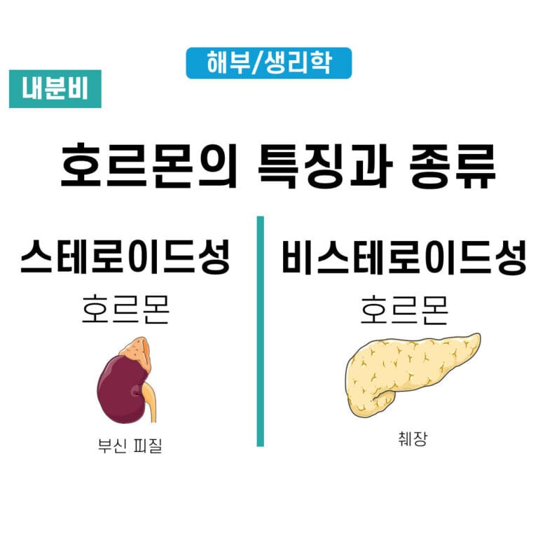 스테로이드성 호르몬(Steroid hormone) vs 비스테로이드성 호르몬(Non-Steroid hormone)