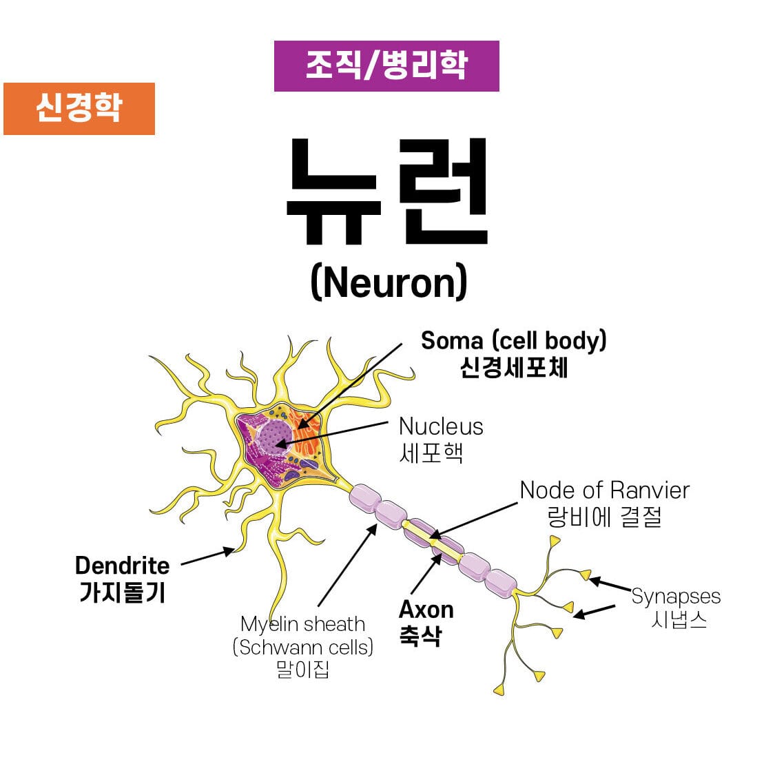 뉴런 (Neuron) - 의학당