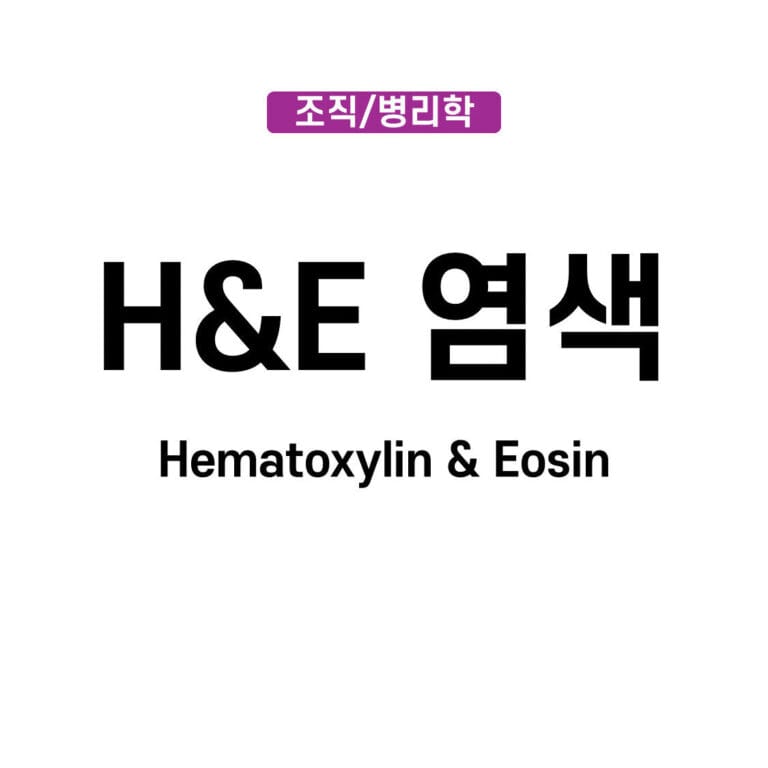 H&E 염색 (Hematoxylin & Eosin)