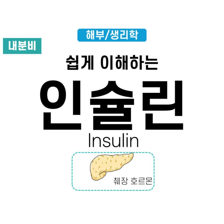 인슐린(Insulin)의 이해