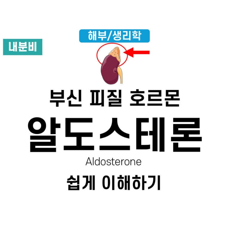 알도스테론(Aldosterone)
