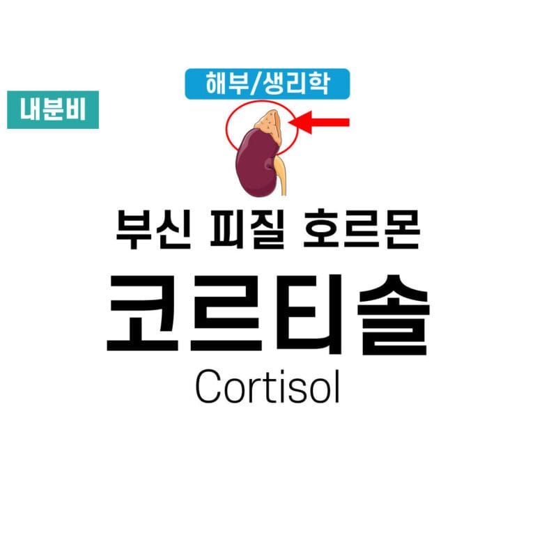 코르티솔 (Cortisol) 1