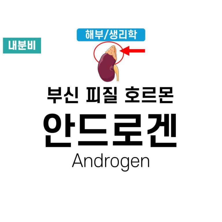 안드로겐 (Androgen) 1