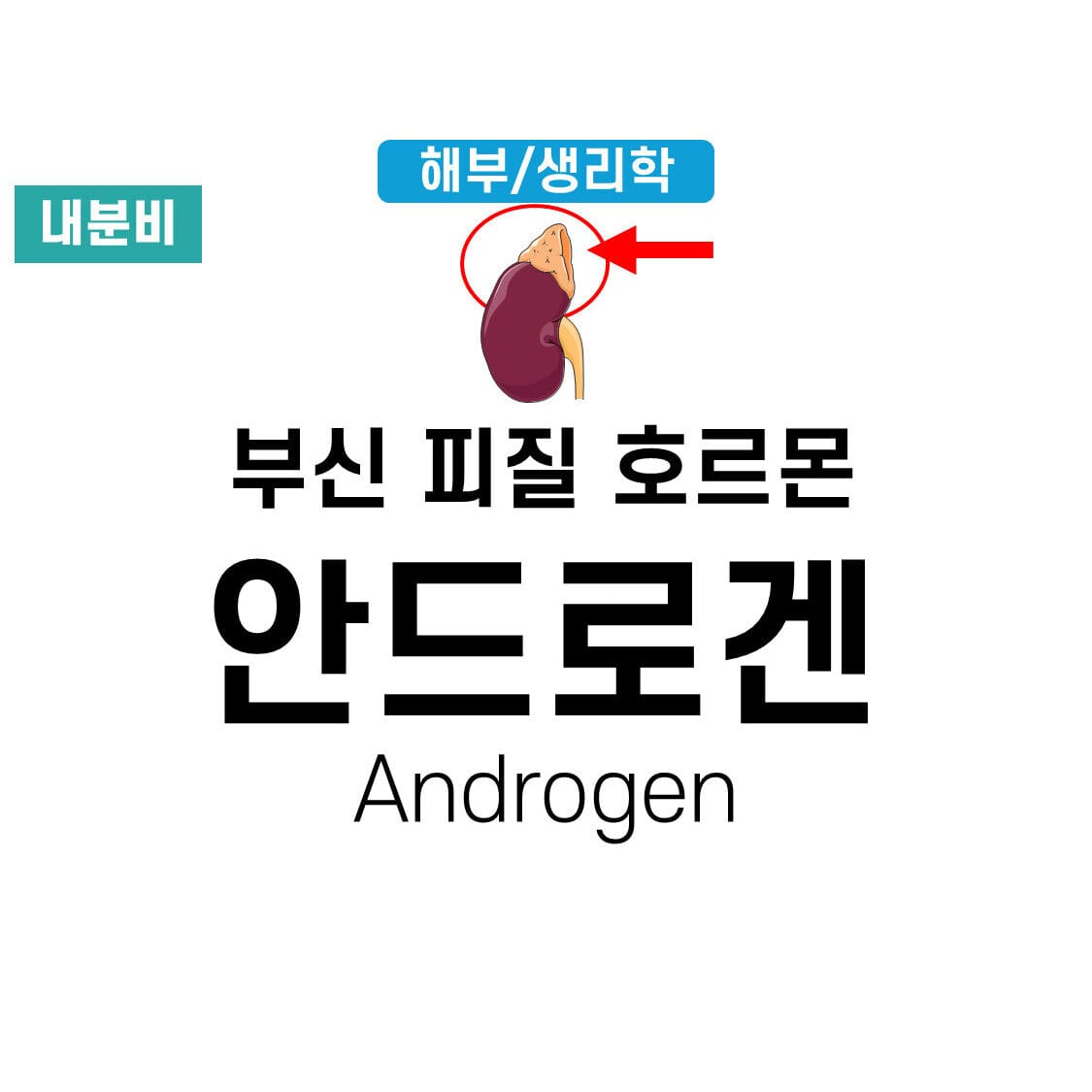 androgen