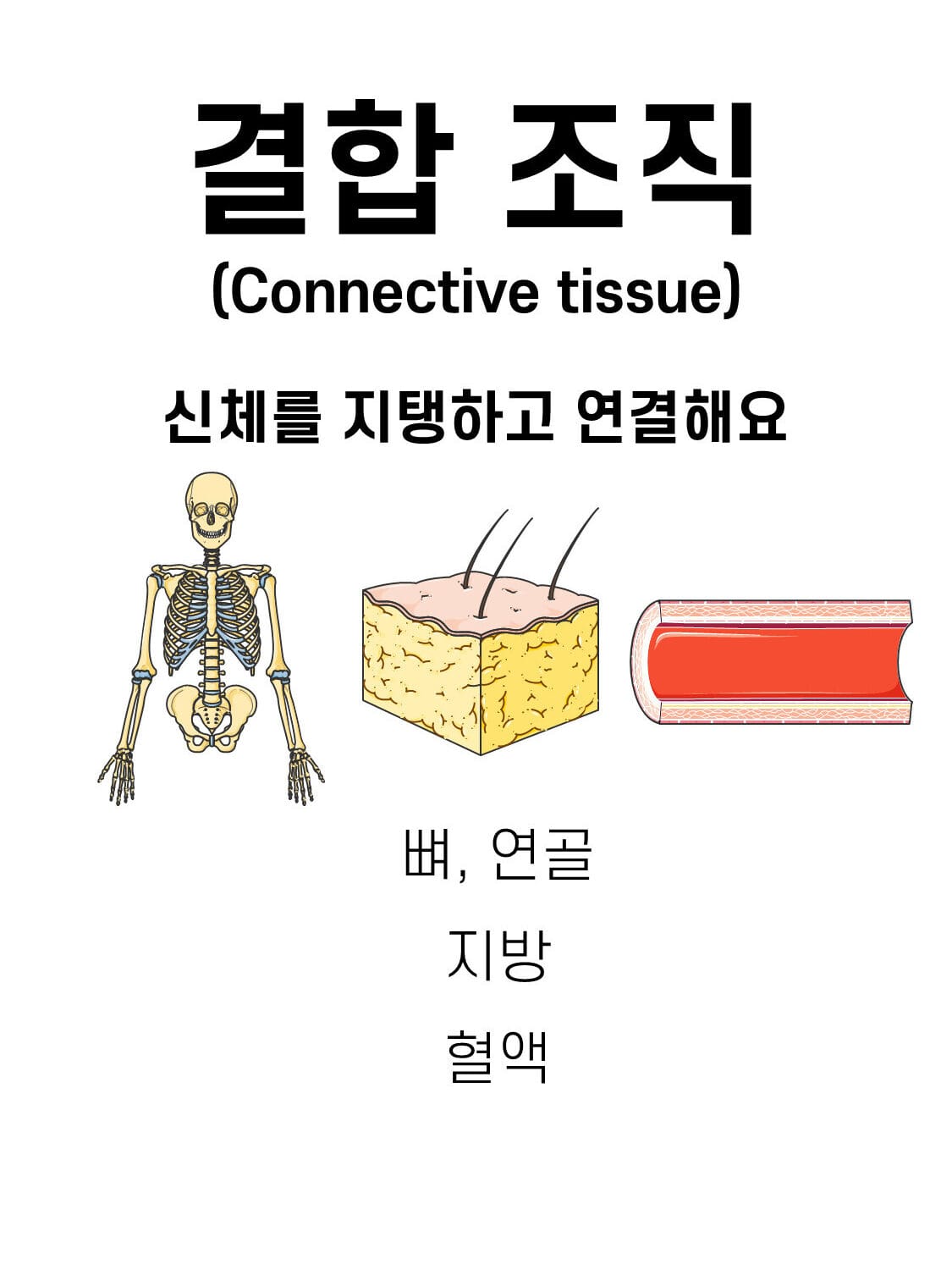 connective tissue