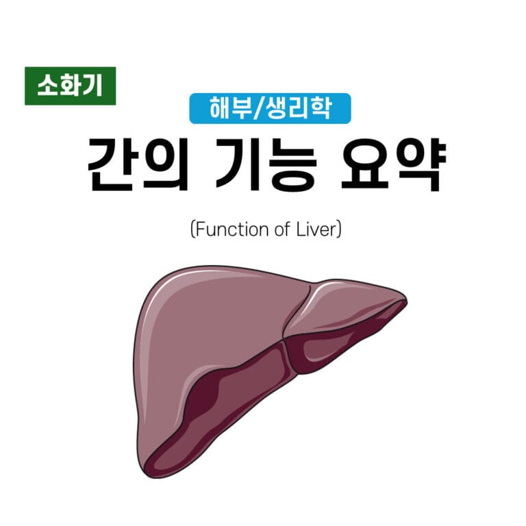 간기능 요약