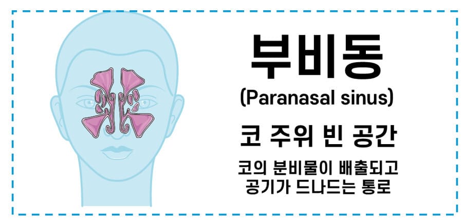 부비동