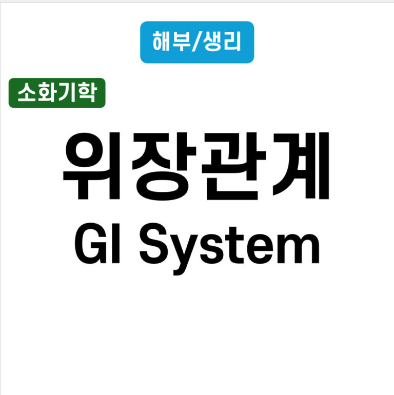 위장관계, GI system