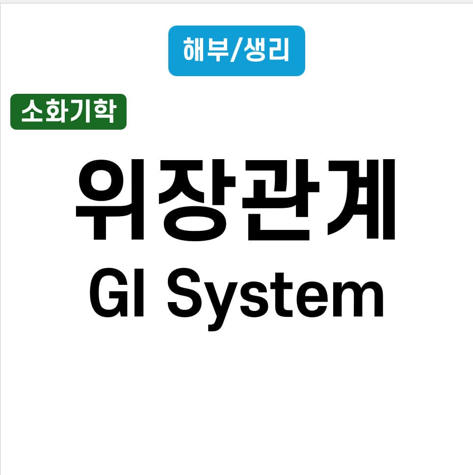 위장관계 (GI system)