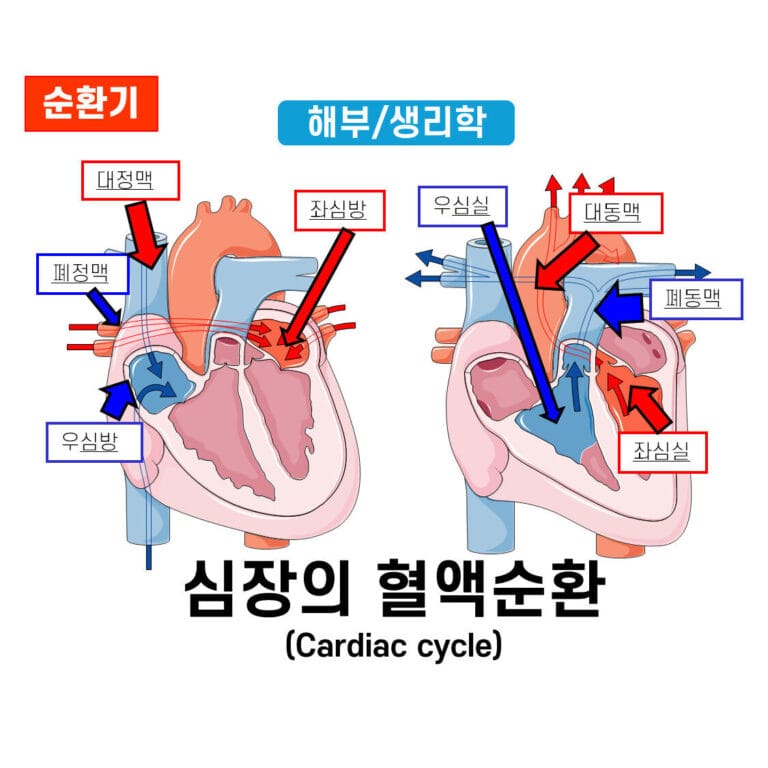 심장의 혈액 순환 과정 (Cardiac Cycle)
