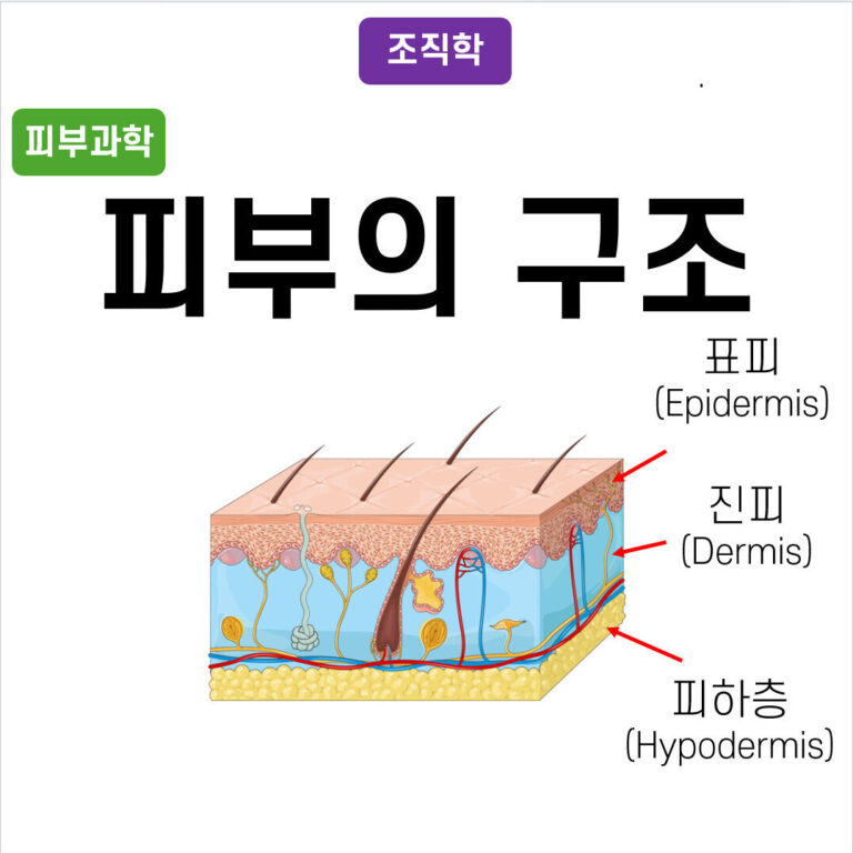 피부의 구조