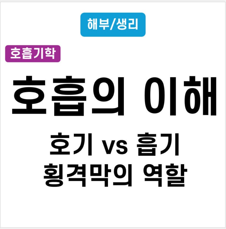 호흡운동 (호기, 흡기)