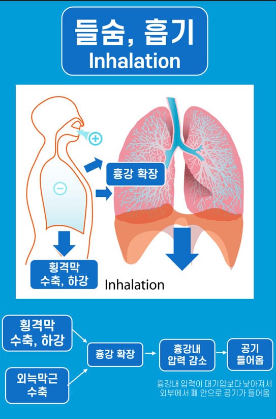 흡기, 들숨