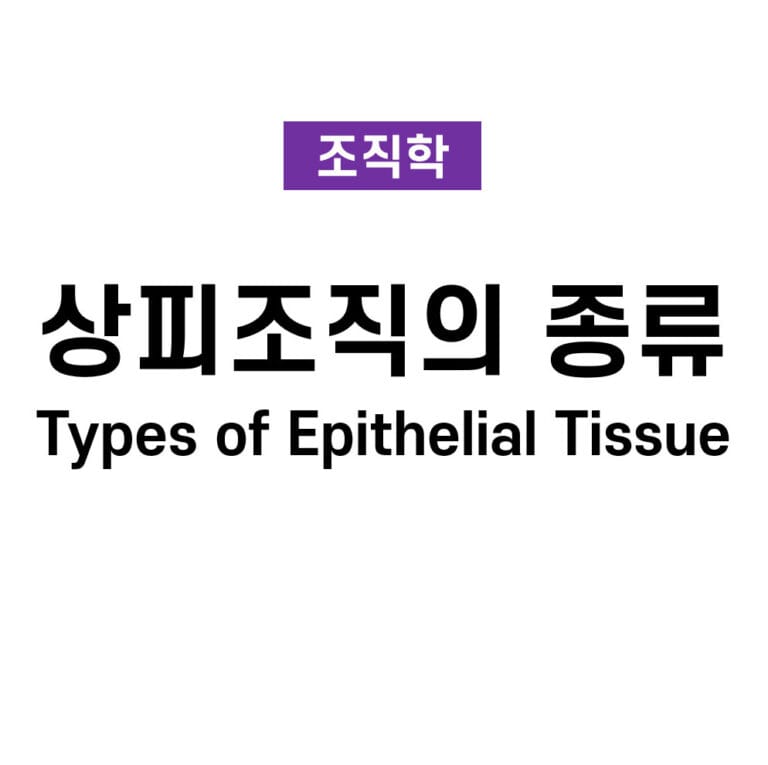 상피 조직의 종류 (Types of Epithelial Tissue)