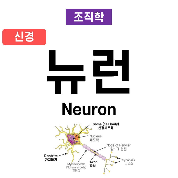 뉴런 (Neuron)