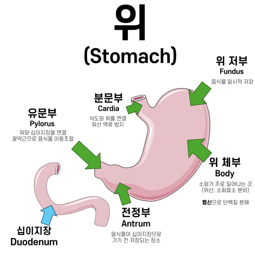 위의 구조 (Stomach Anatomy) - 의학당