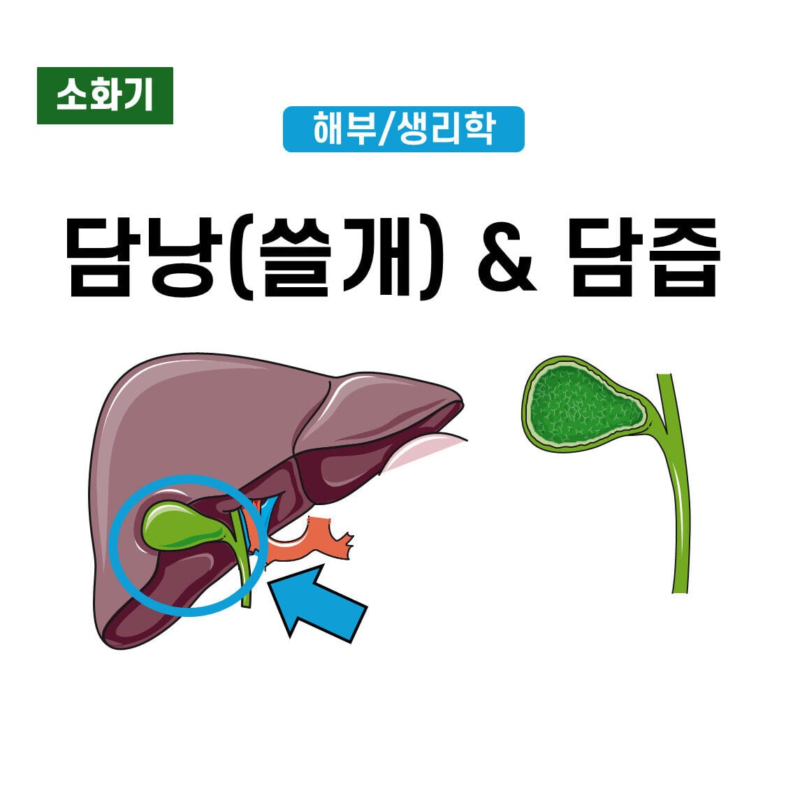 담낭(Gall bladder)과 담즙 (Bile)