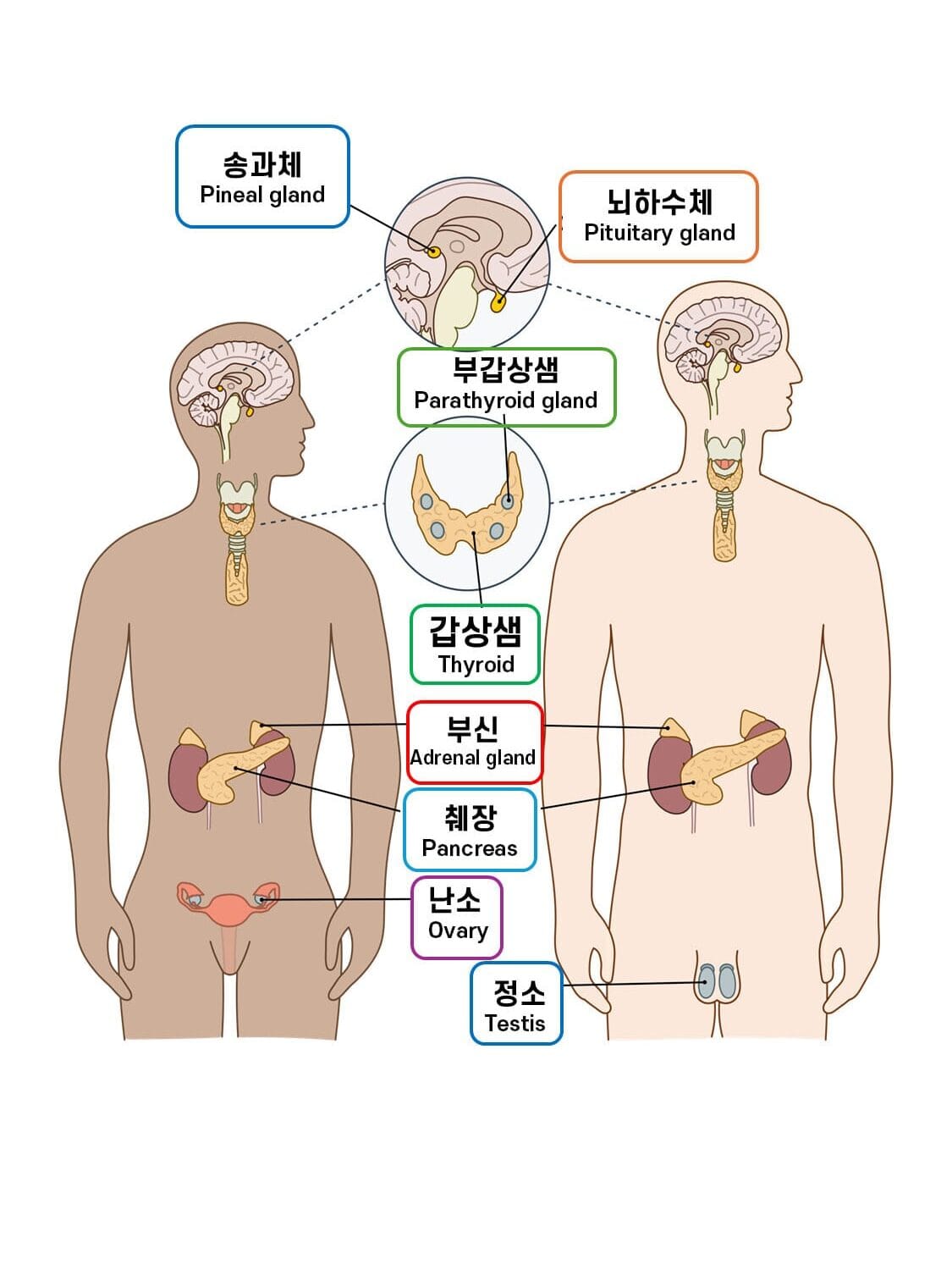 내분비샘 (Endocrine gland)