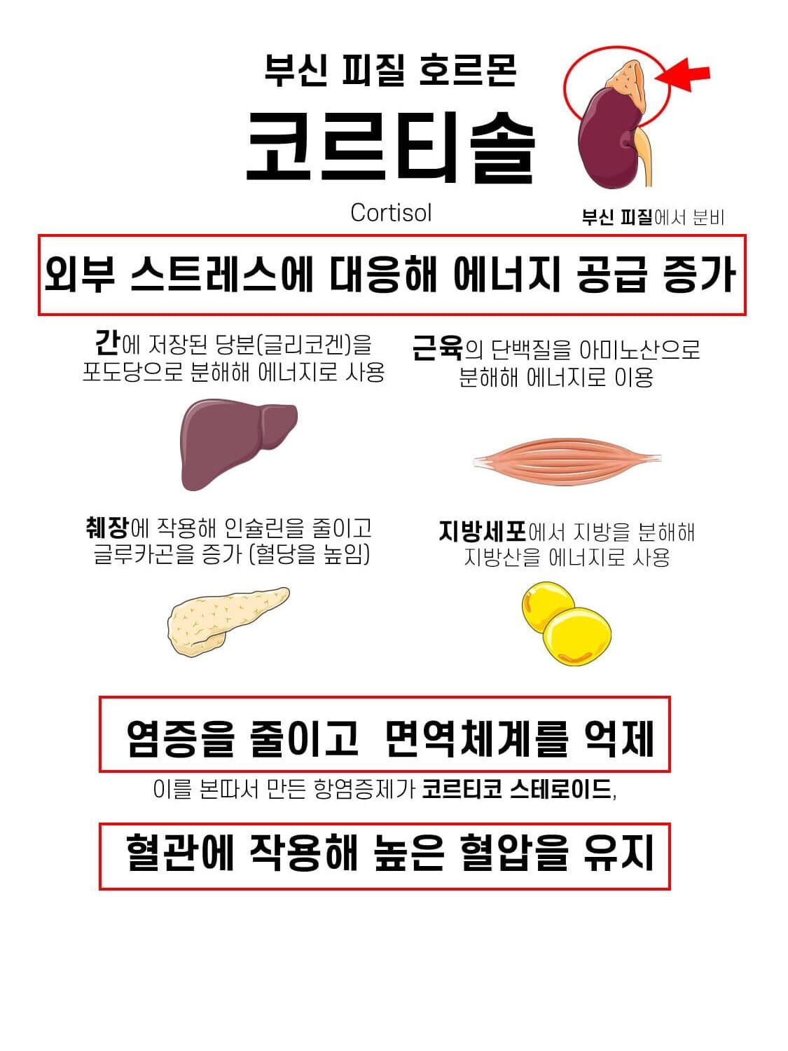 코르티솔 (Cortisol)