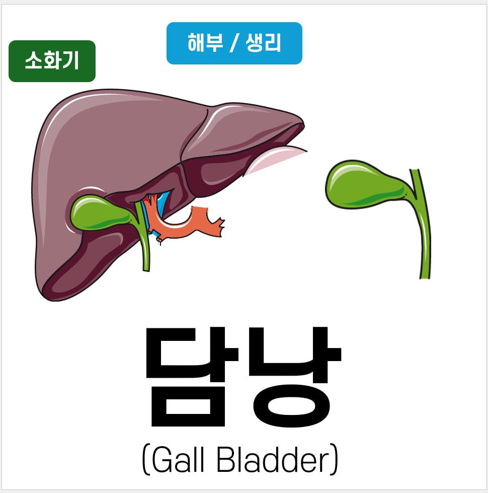 담낭(Gall Bladder)