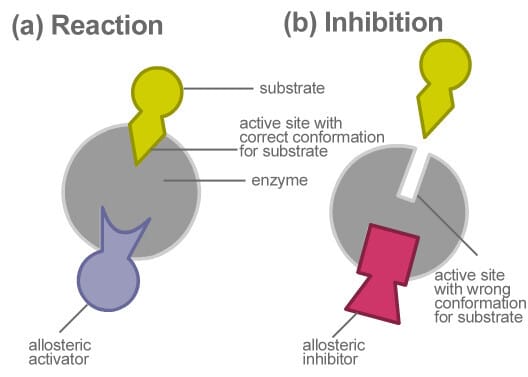 알로스테릭 조절 (Allosteric Modulation) 3가지