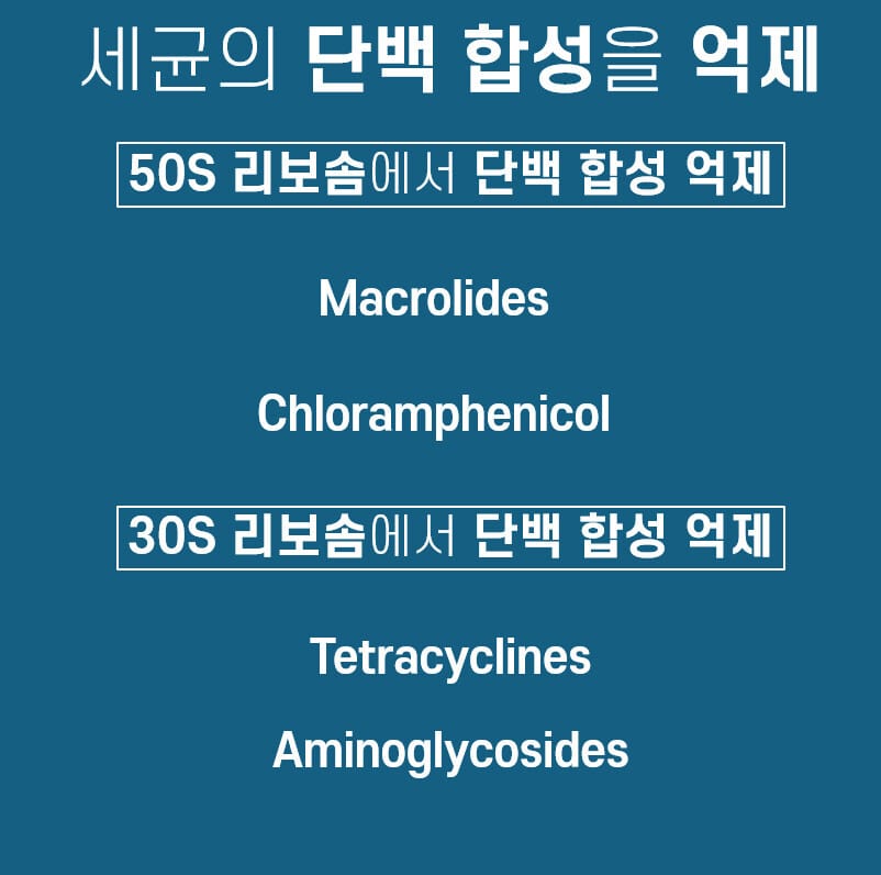 세균 단백 합성 억제 항생제 