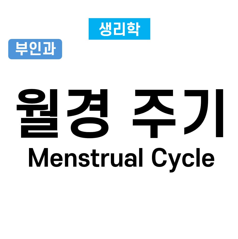 월경 주기 (Menstrual Cycle)