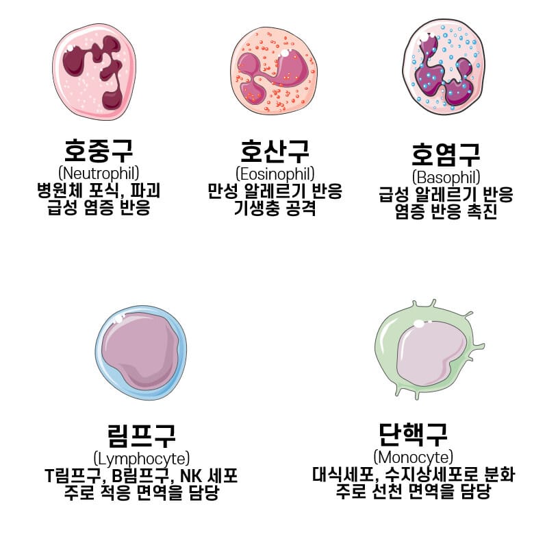 면역세포의 종류와 기능 (Types of Immune Cell) 