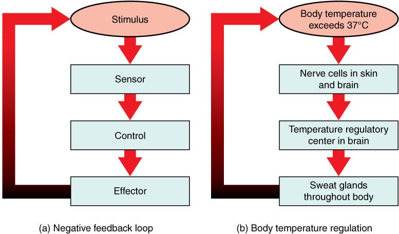 Negative Feedback, Body temperature regulation